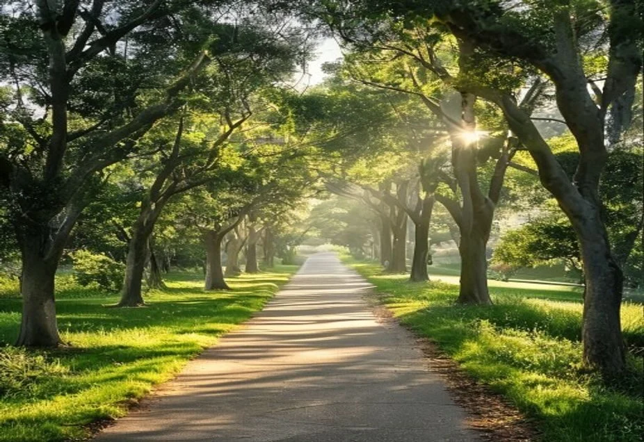 A peaceful tree-lined park path in early morning light