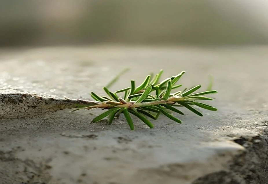 A sprig of fresh rosemary resting on weathered pale stone in soft morning light